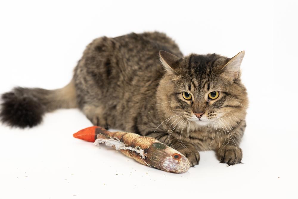 Nate, ADOPTABLE, Adult Male Domestic Medium Hair.