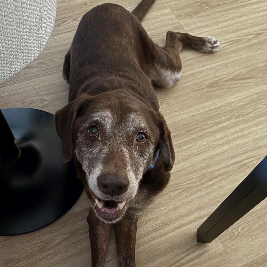 Barkley, Adoptable, Senior Male Labrador Retriever & Mixed Breed.