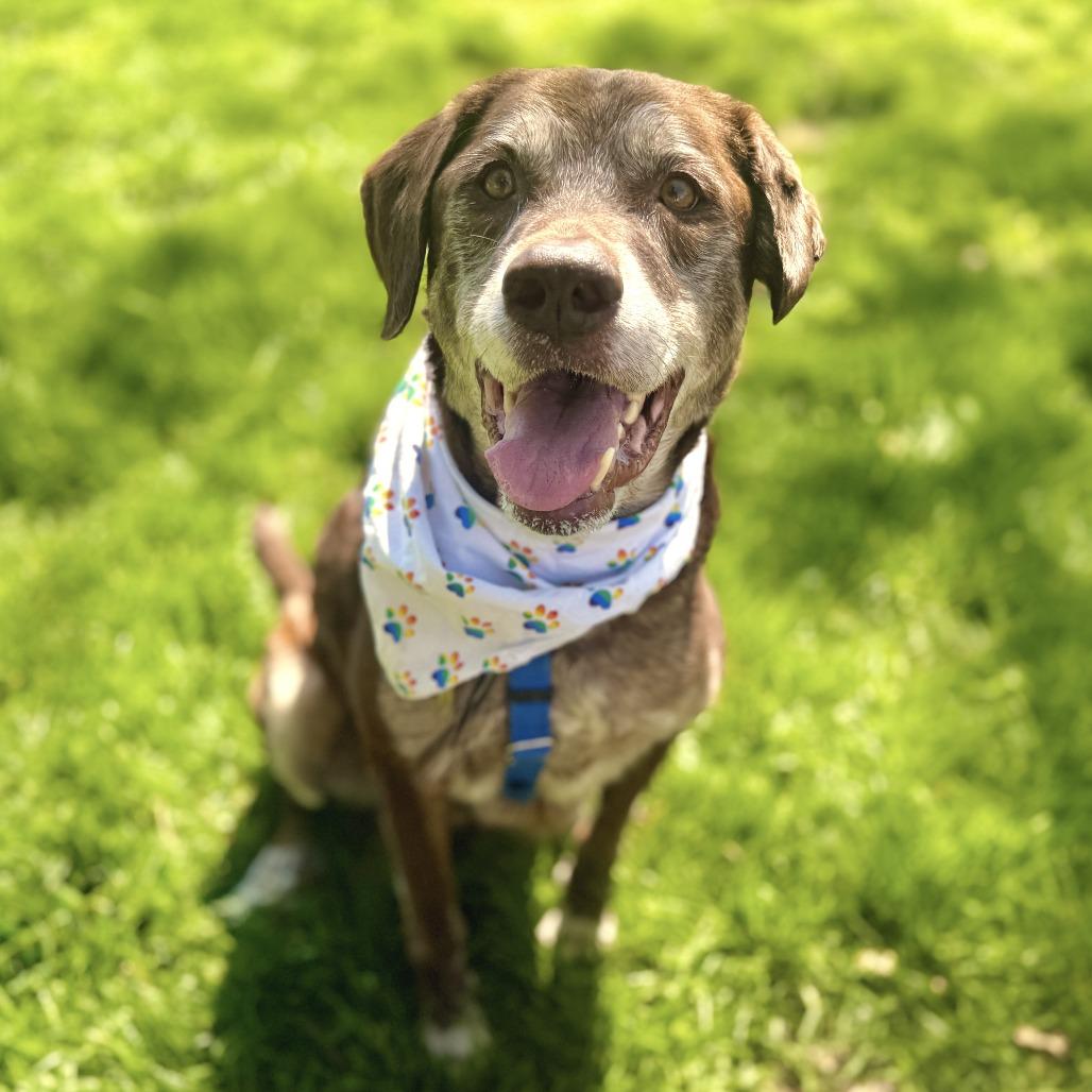 Barkley, Adoptable, Senior Male Labrador Retriever & Mixed Breed.