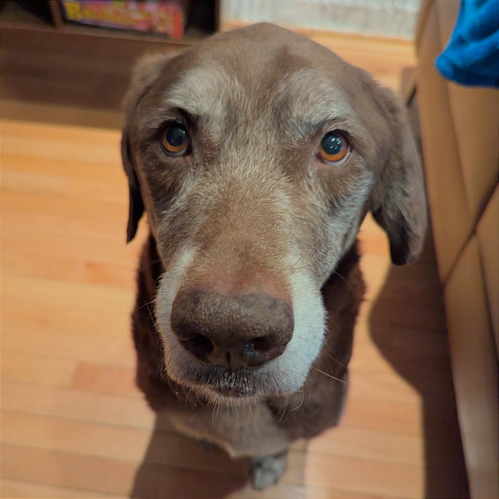 Enlarge Barkley, a Adoptable mixed breed in Washington, DC image 2/6