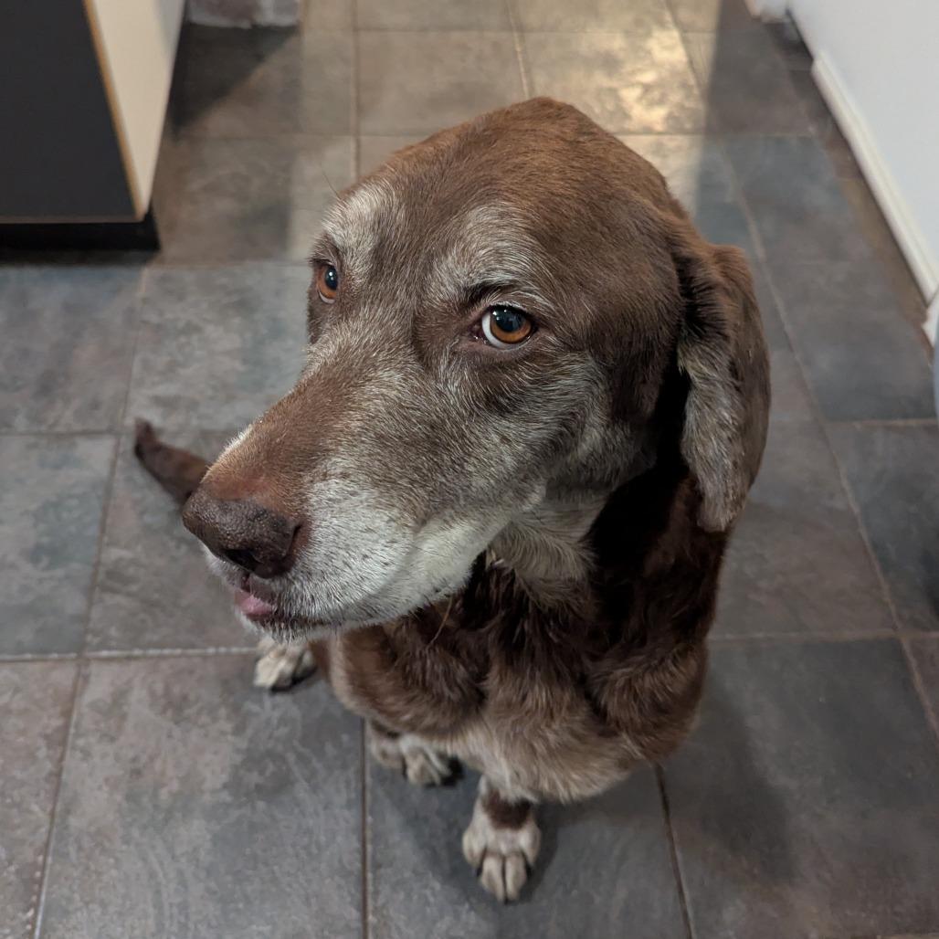 Barkley — thumbnail 3