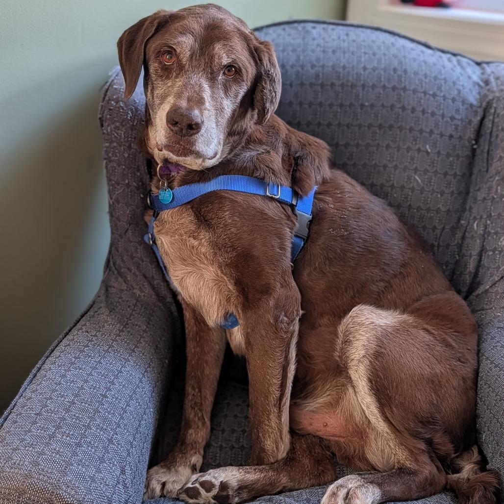 Enlarge Barkley, a Adoptable mixed breed in Washington, DC image 3/6