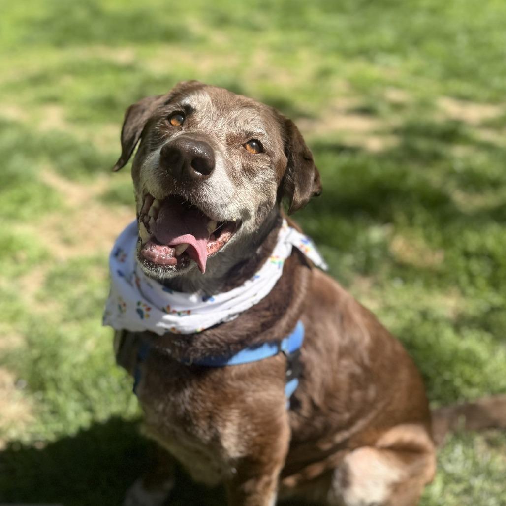 Enlarge Barkley, a Adoptable mixed breed in Washington, DC image 5/6