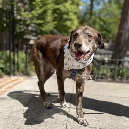Enlarge Barkley, a Adoptable mixed breed in Washington, DC image 4/6