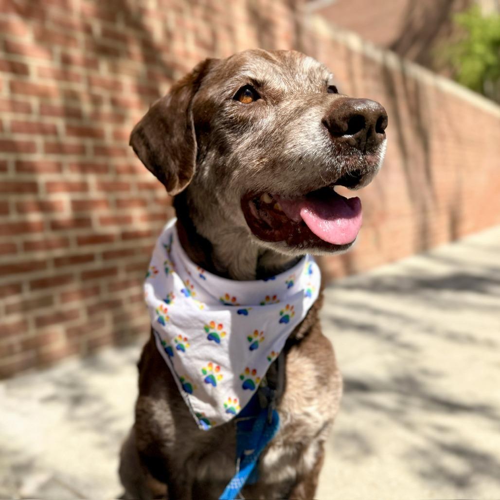 Enlarge Barkley, a Adoptable mixed breed in Washington, DC image 5/6