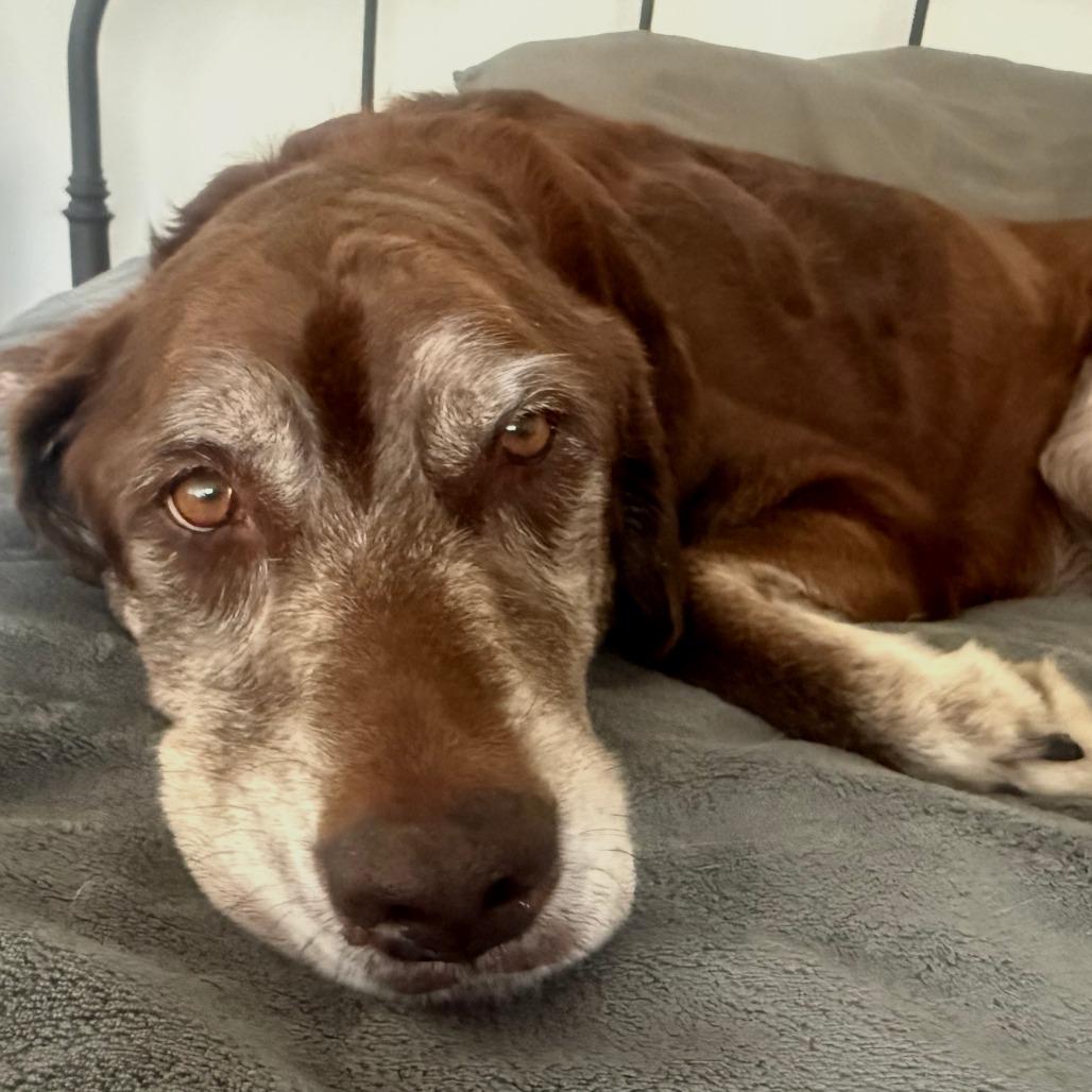 Enlarge Barkley, a Adoptable mixed breed in Washington, DC image 5/6