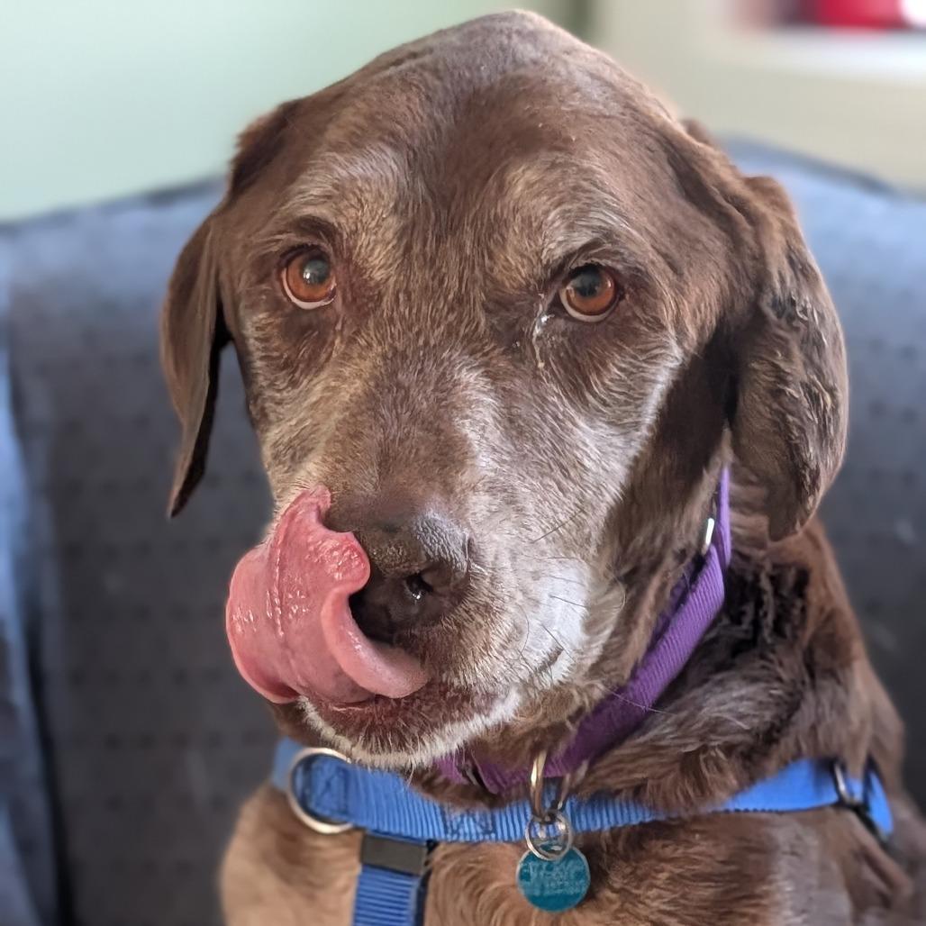 Enlarge Barkley, a Adoptable mixed breed in Washington, DC image 6/6