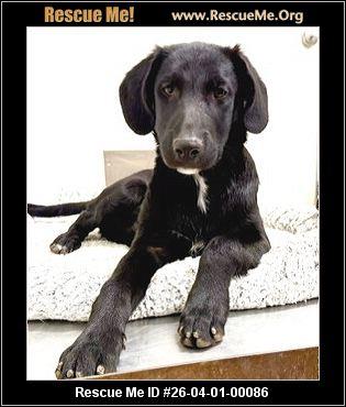 Enlarge Riggs, a Adoptable mixed breed in Phoenix, AZ image 1/3