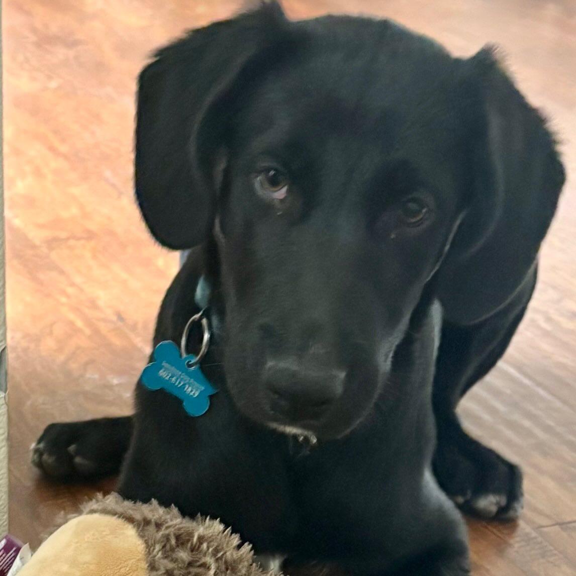 Enlarge Riggs, a Adoptable mixed breed in Phoenix, AZ image 2/3