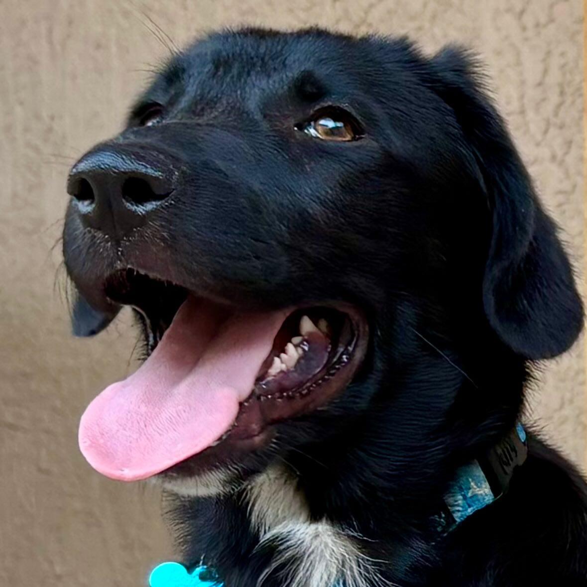 Enlarge Riggs, a Adoptable mixed breed in Phoenix, AZ image 3/3