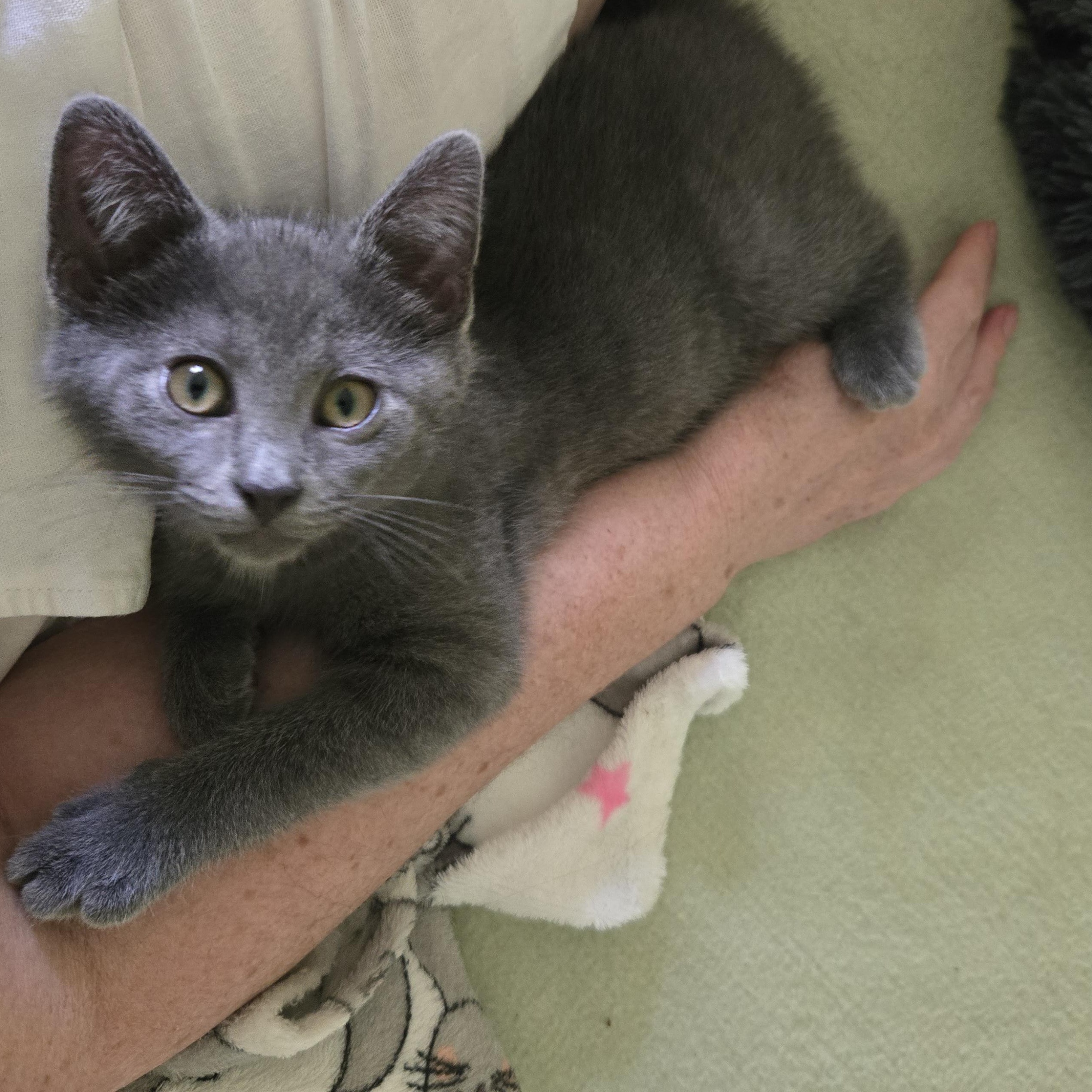 Desi, Baby Male Domestic Short Hair
