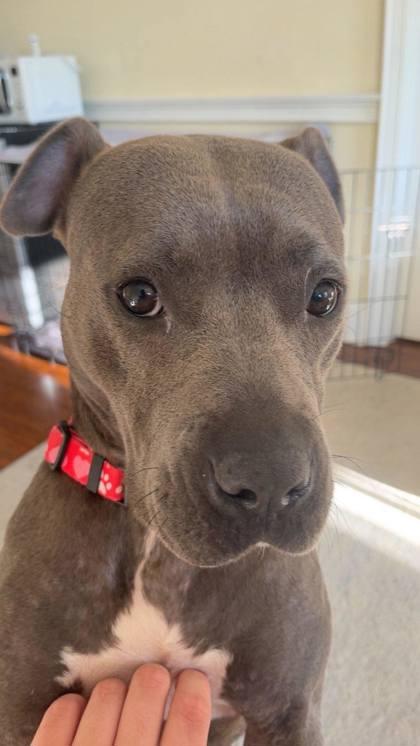 Calipso, a Adoptable Mixed Breed in Athens, GA image 4/6