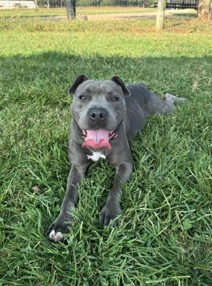 Calipso, a Adoptable Mixed Breed in Athens, GA image 6/6