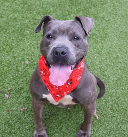 Calipso, a Adoptable Mixed Breed in Athens, GA image 1/6