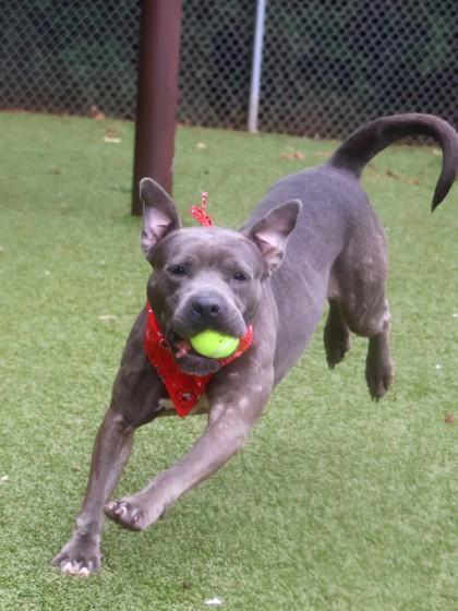 Calipso, a Adoptable Mixed Breed in Athens, GA image 3/6