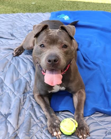 Calipso, a Adoptable Mixed Breed in Athens, GA image 5/6