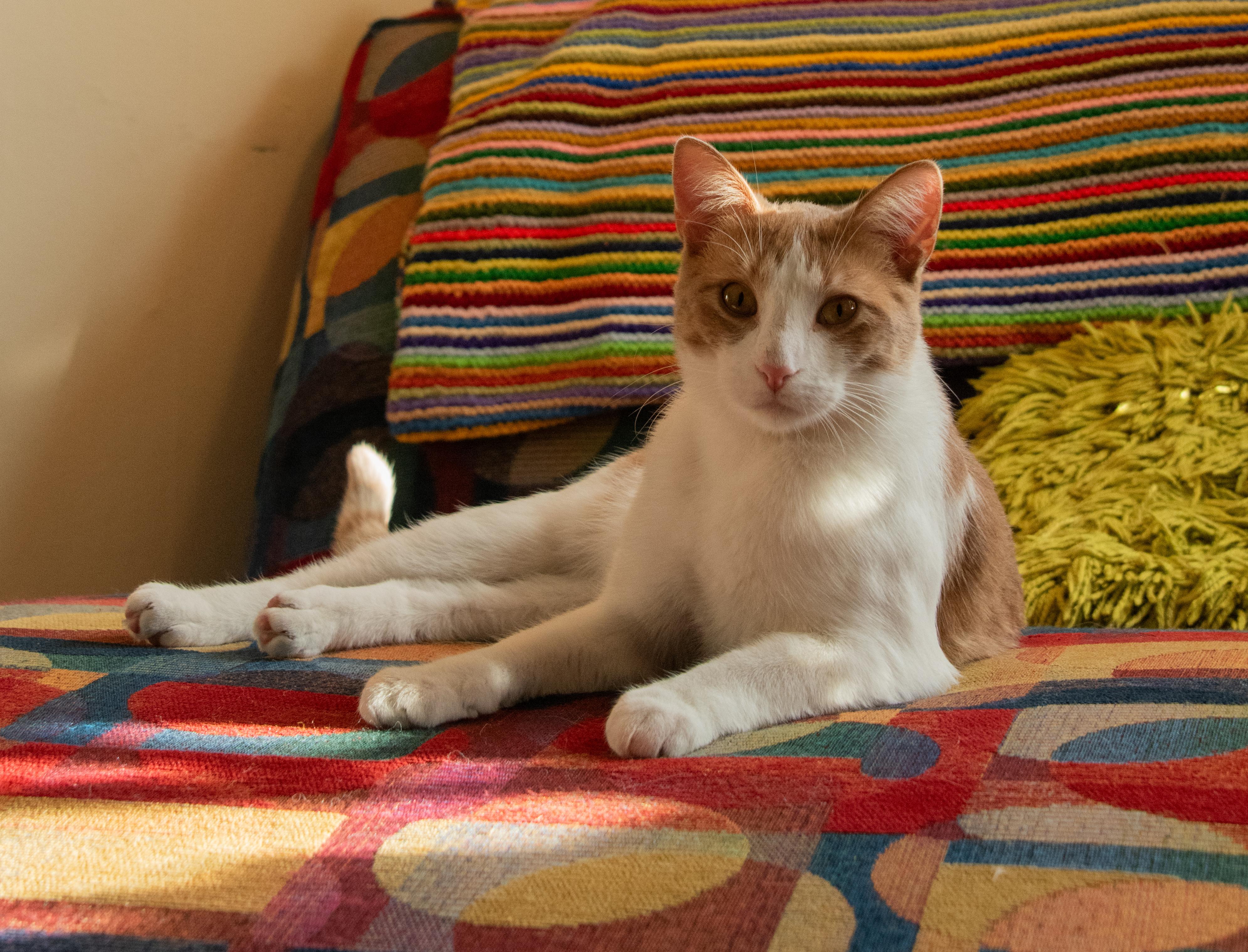 Enlarge Kendrick LaMeow (& Pingus), a ADOPTABLE Domestic Short Hair in Chicago, IL image 5/5