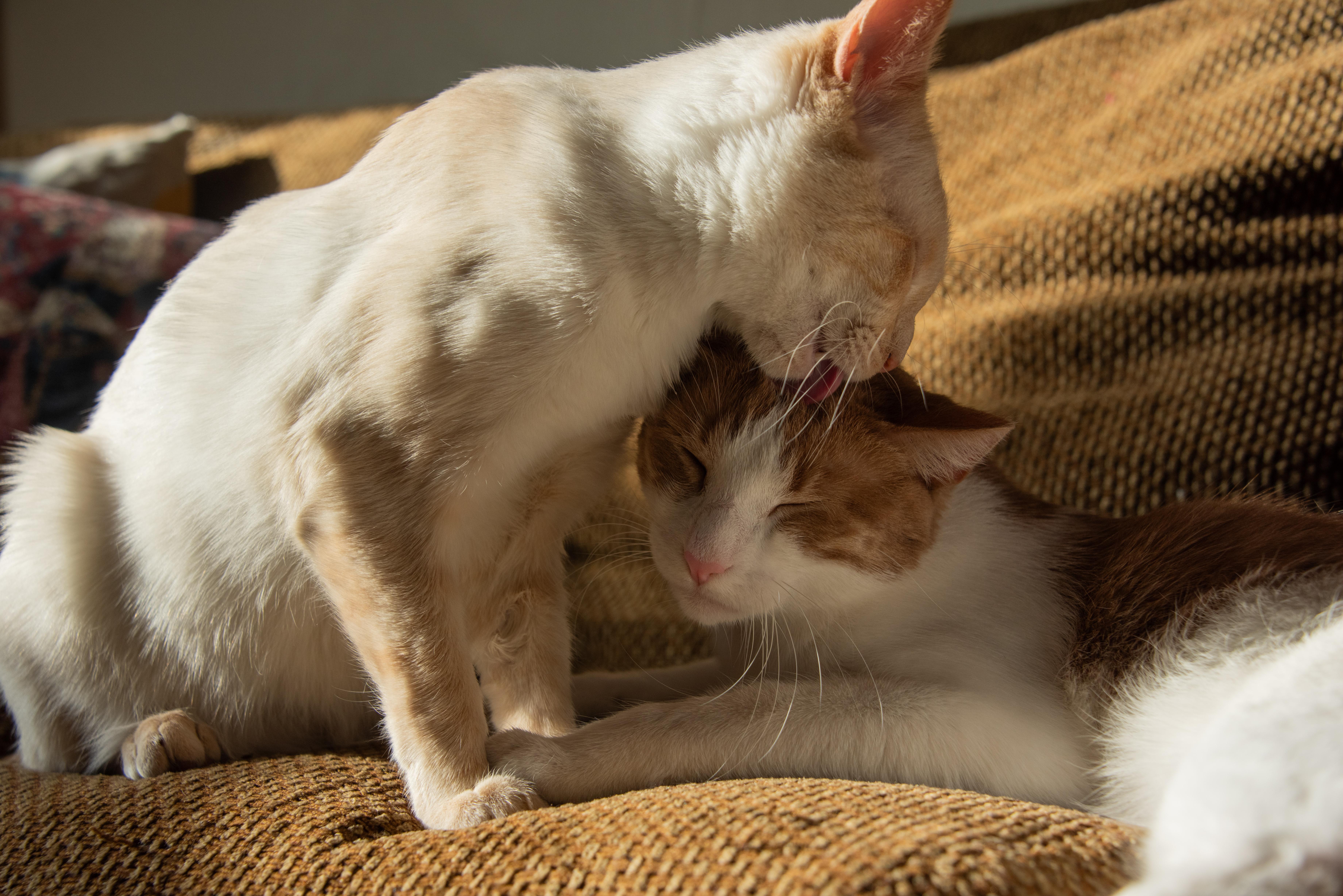 Enlarge Kendrick LaMeow (& Pingus), a ADOPTABLE Domestic Short Hair in Chicago, IL image 3/4