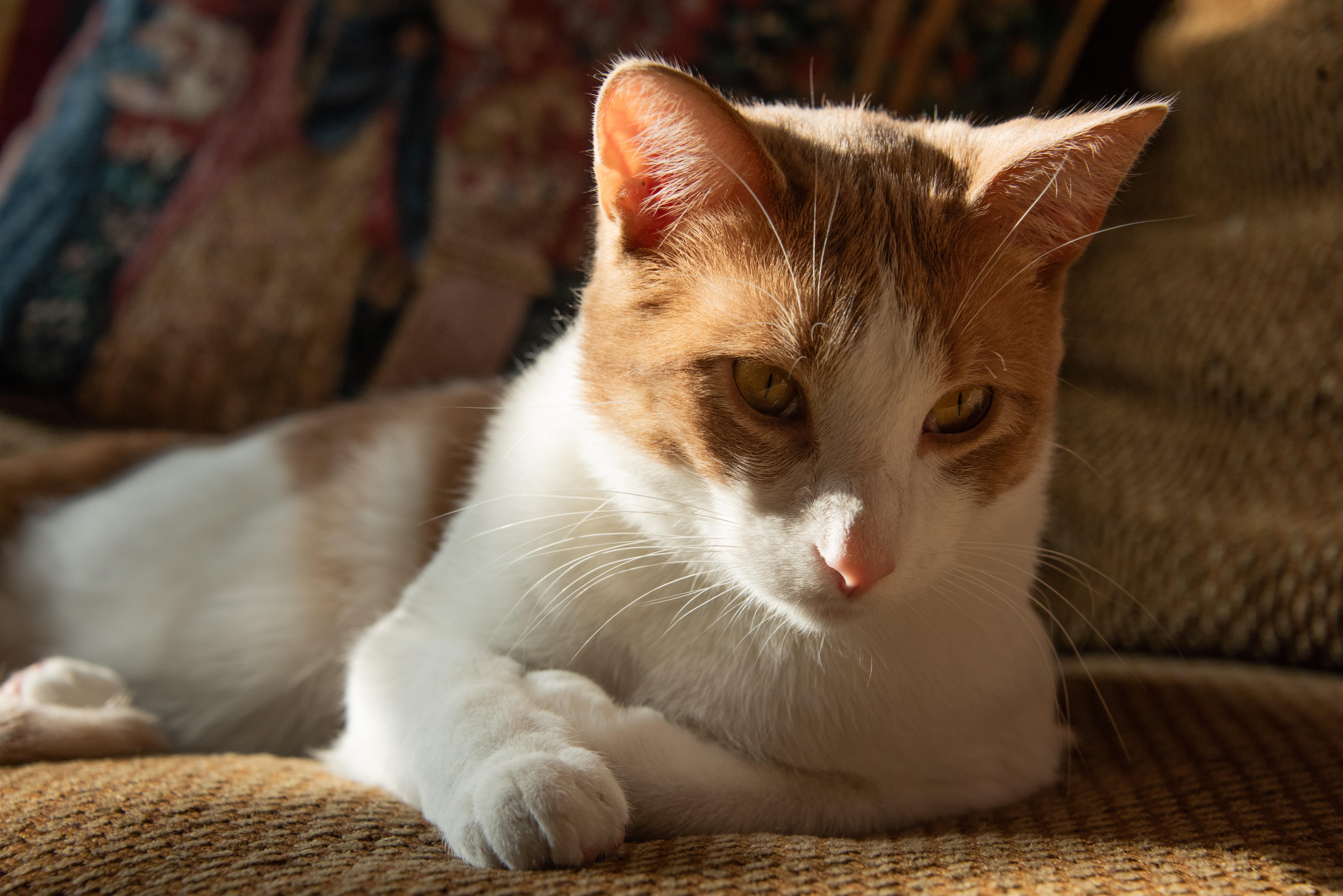 Enlarge Kendrick LaMeow (& Pingus), a ADOPTABLE Domestic Short Hair in Chicago, IL image 2/4