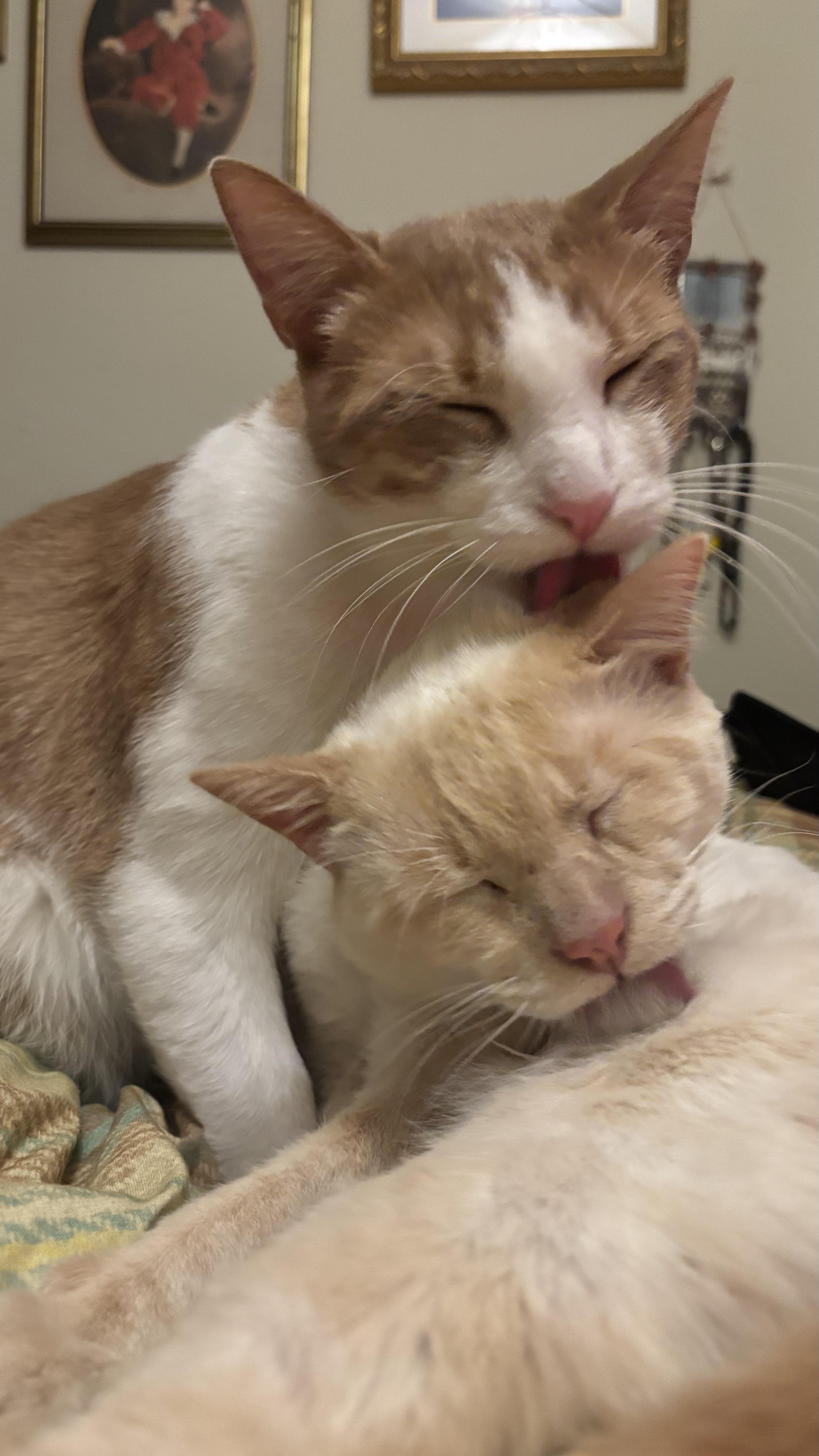 Enlarge Kendrick LaMeow (& Pingus), a ADOPTABLE Domestic Short Hair in Chicago, IL image 3/5