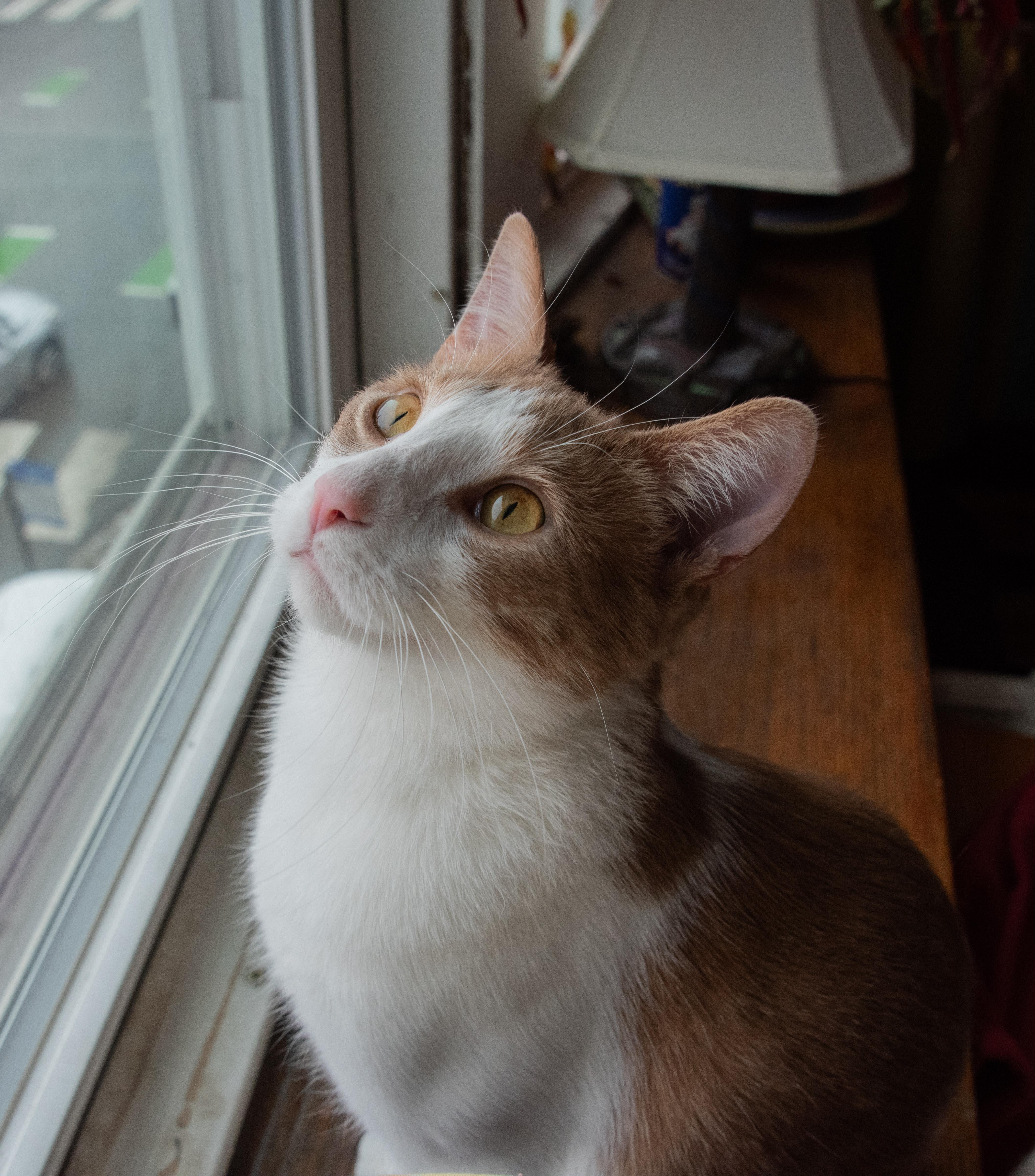 Enlarge Kendrick LaMeow (& Pingus), a ADOPTABLE Domestic Short Hair in Chicago, IL image 4/5