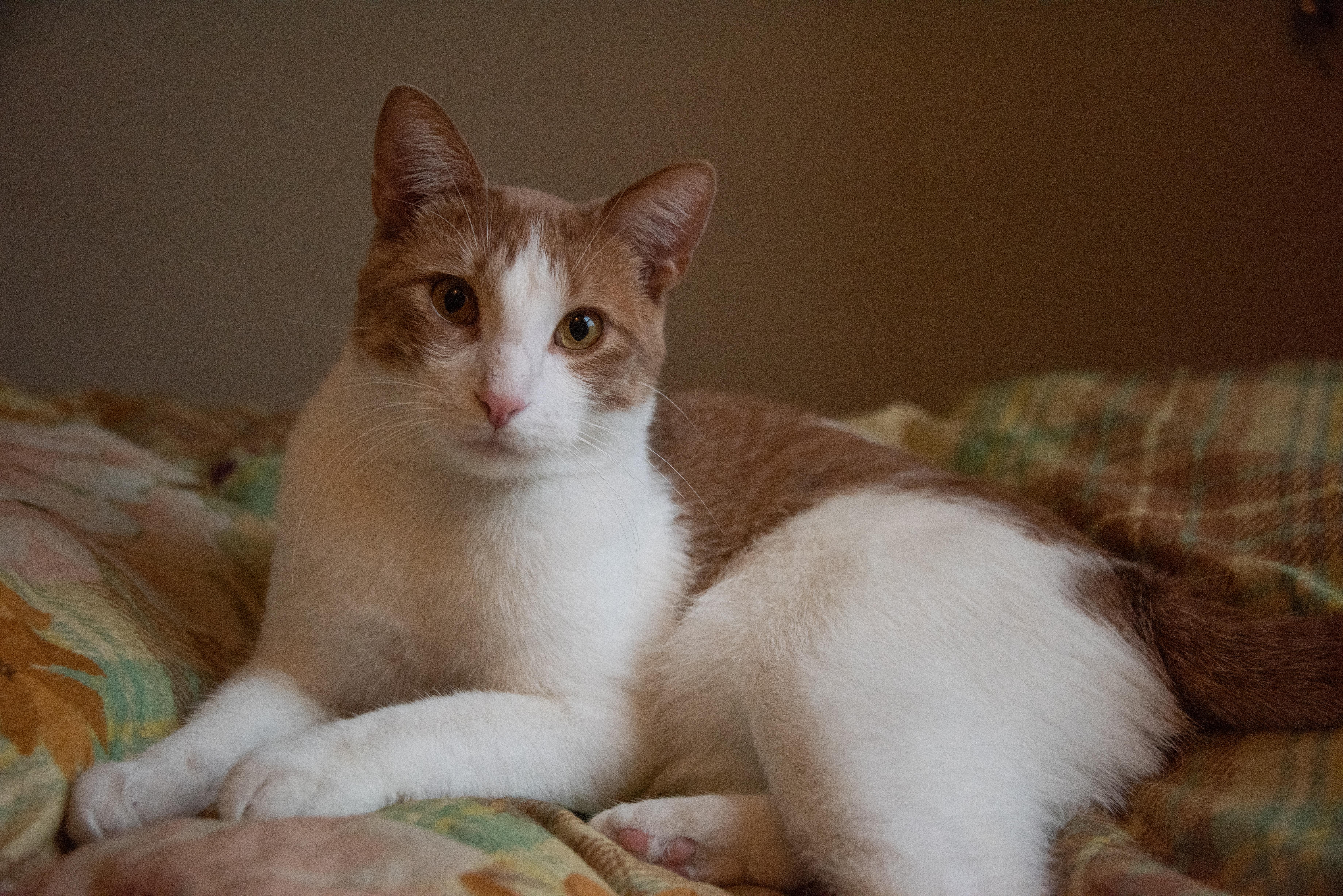 Kendrick LaMeow (& Pingus), ADOPTABLE, Young Male Domestic Short Hair.
