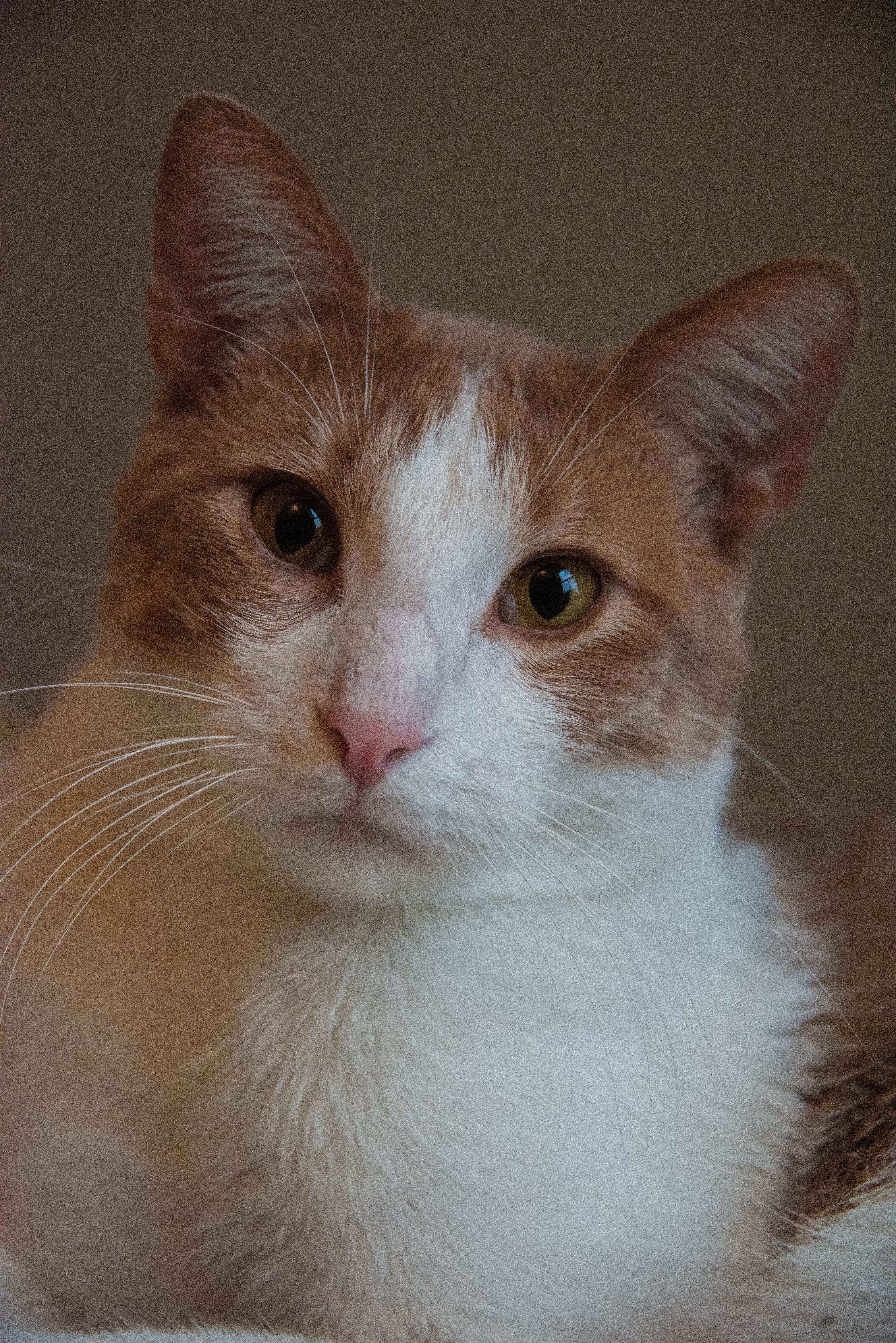 Kendrick LaMeow (& Pingus), ADOPTABLE, Young Male Domestic Short Hair.