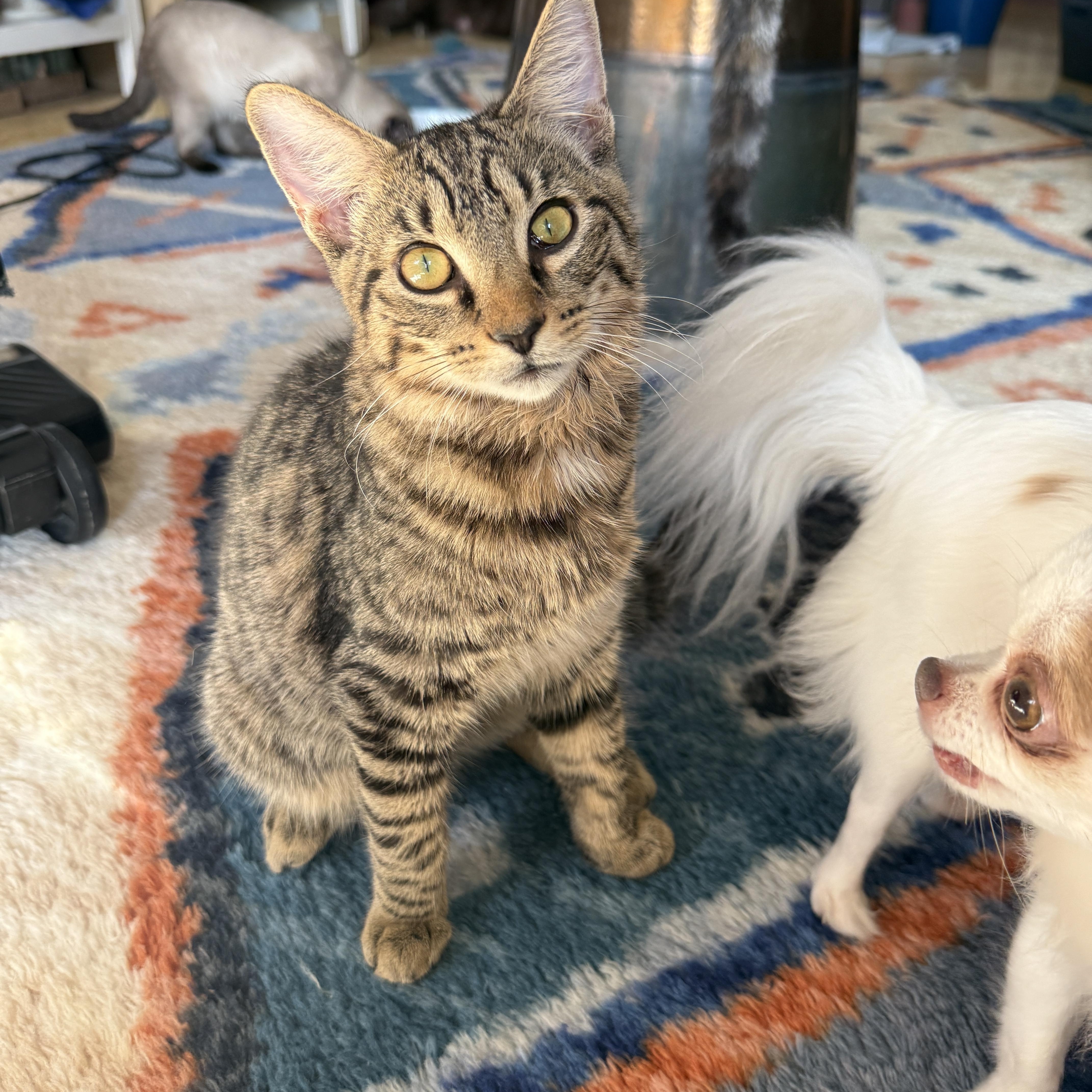 Matey, Adoptable, Kitten Male Domestic Short Hair.