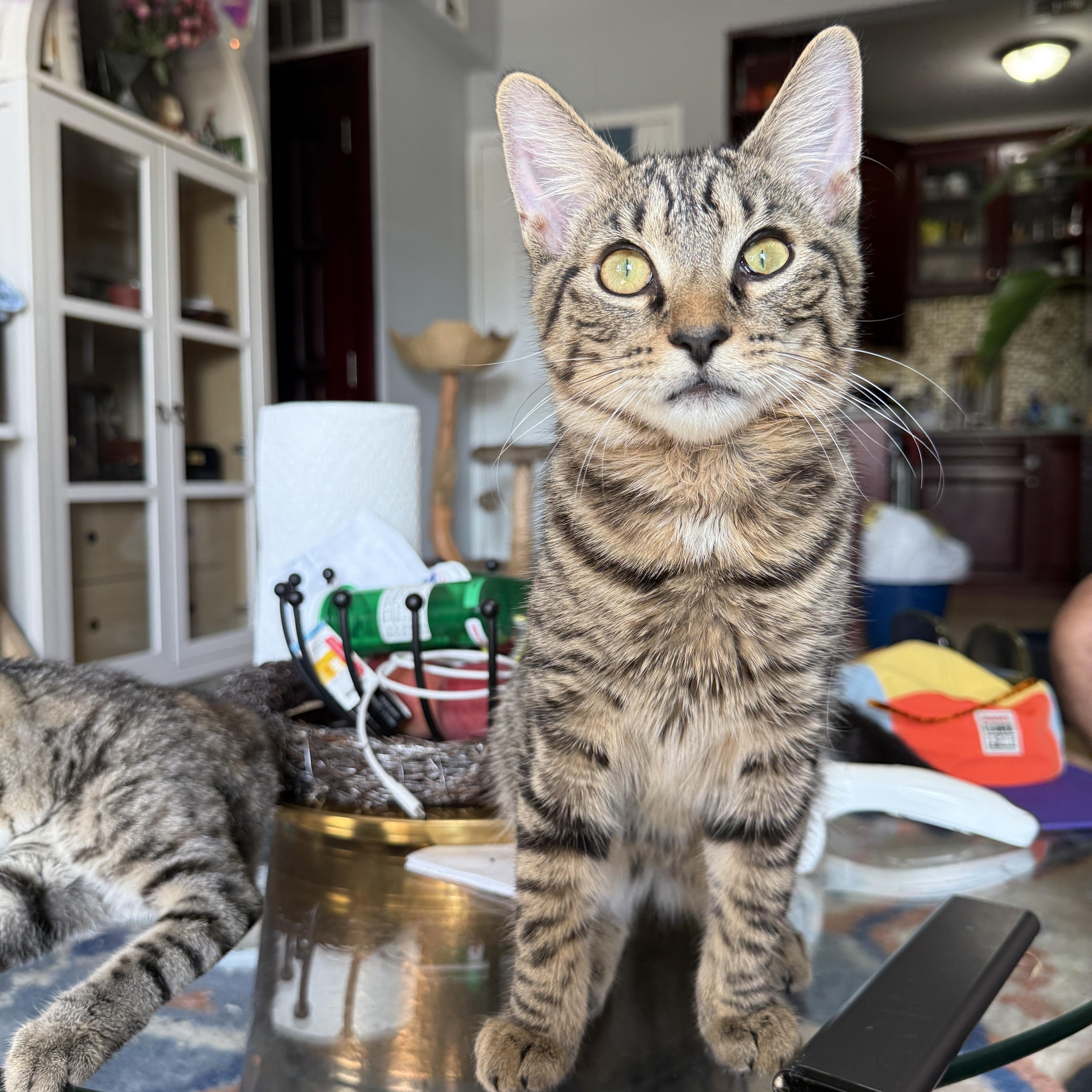Enlarge Matey, a Adoptable Domestic Short Hair in Brooklyn, NY image 2/5