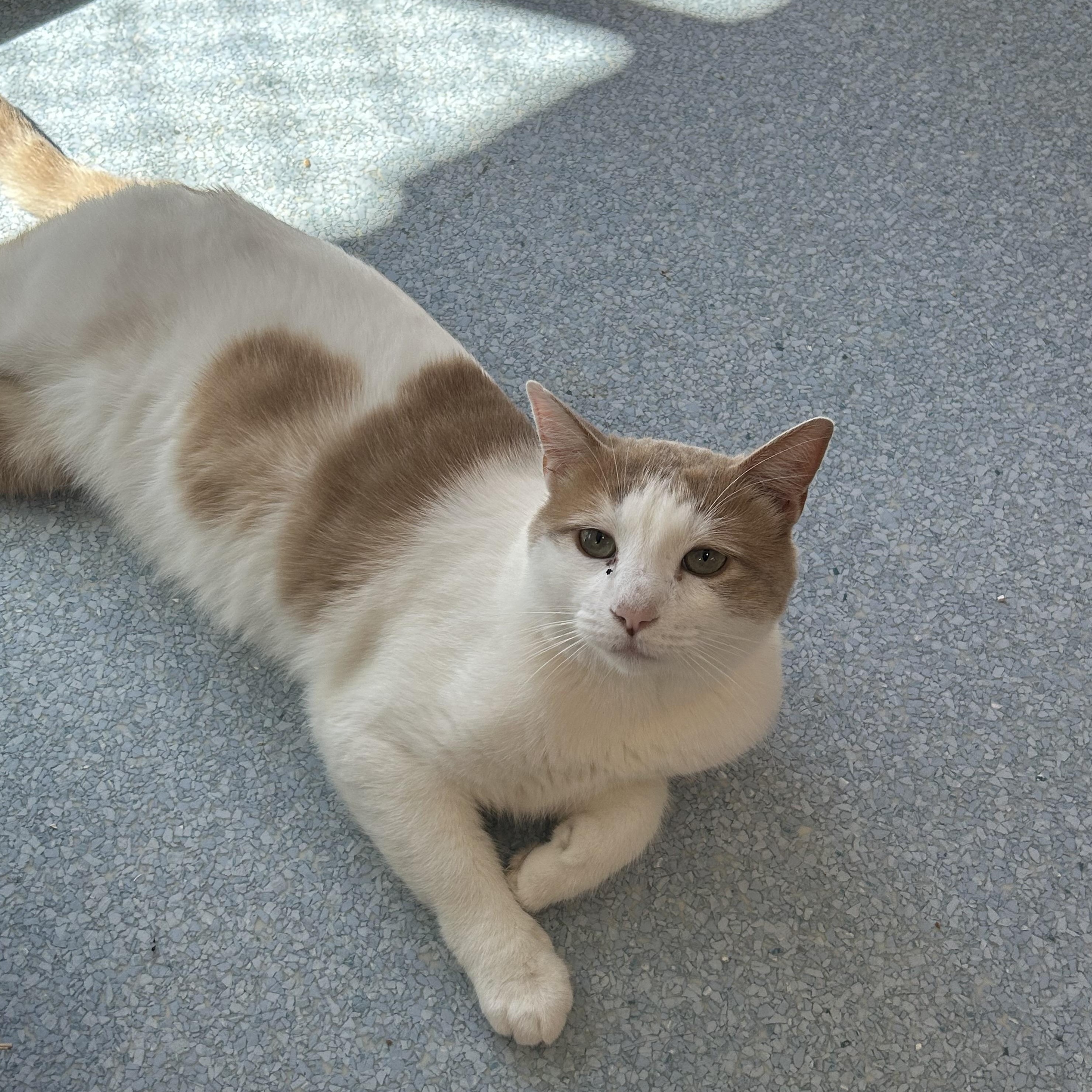 Enlarge Sandshrew, a Adoptable Domestic Short Hair in El Cajon, CA image 2/2