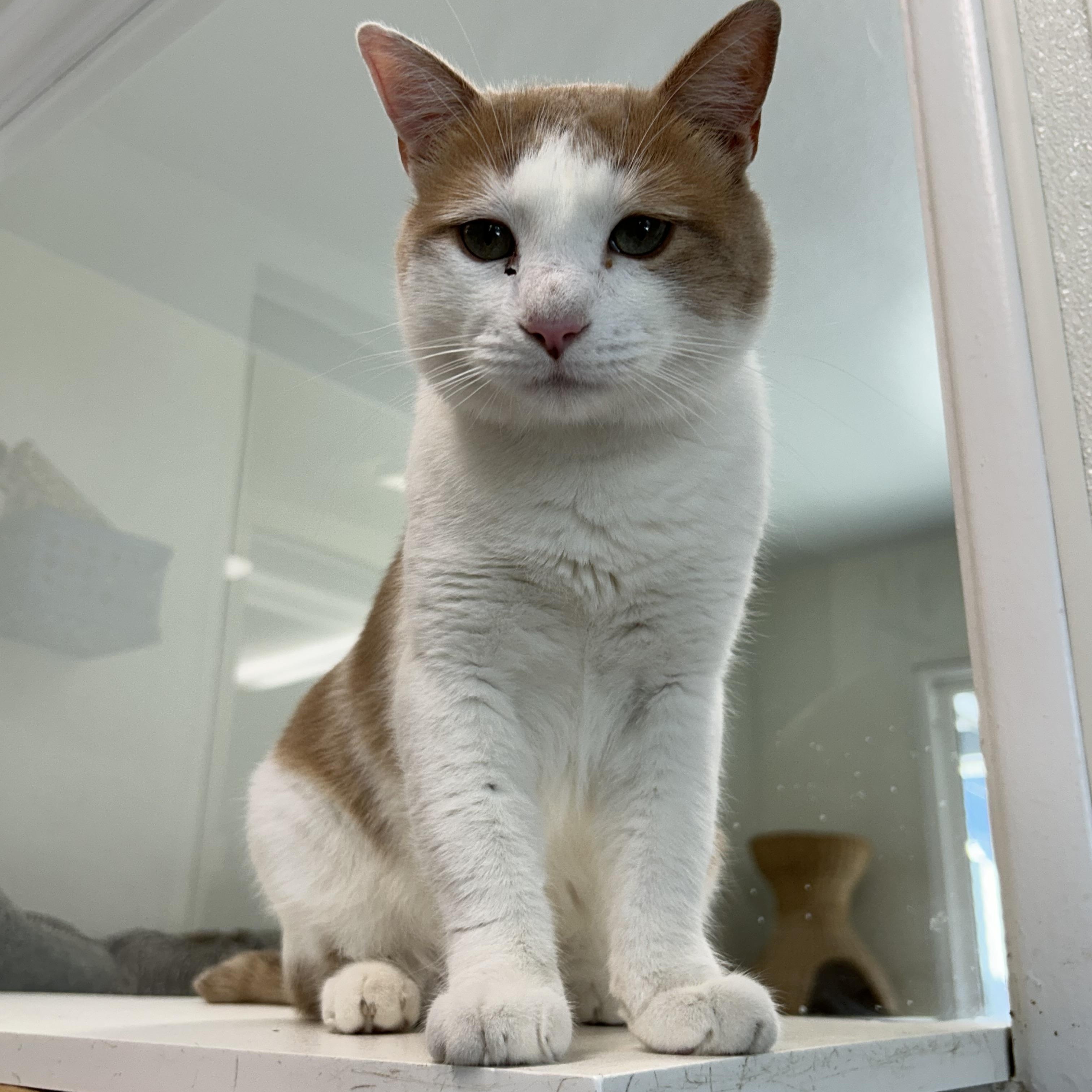 Enlarge Sandshrew, a Adoptable Domestic Short Hair in El Cajon, CA image 1/2
