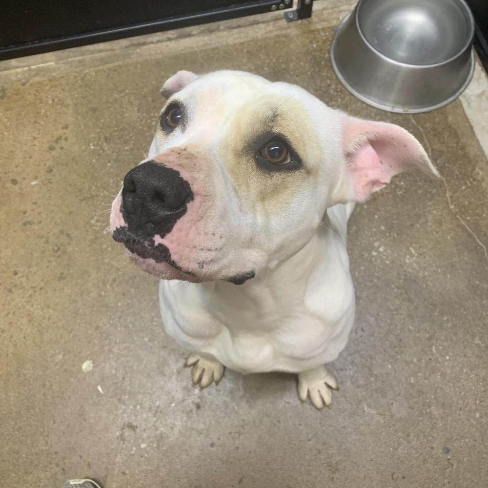 Artemis, Adoptable, Adult Female American Bulldog.