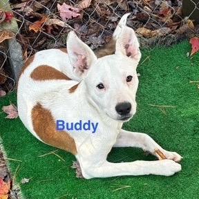 Enlarge Buddy *My Adoption is Pending!*, a Adoptable Mixed Breed in Wappingers Falls, NY image 1/1