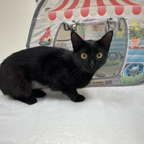 Enlarge Raven, an adoption pending Domestic Short Hair in Red Wing, MN image 2/4