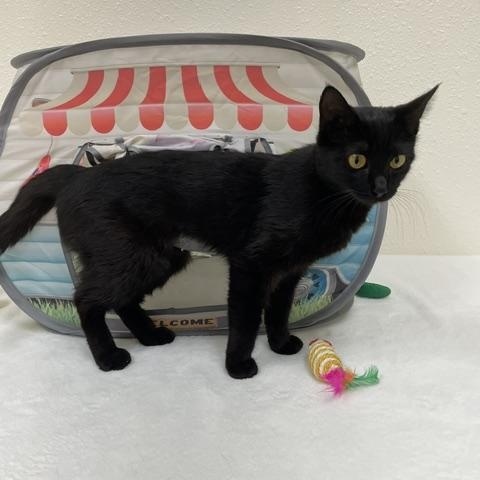Enlarge Raven, an adoption pending Domestic Short Hair in Red Wing, MN image 4/4
