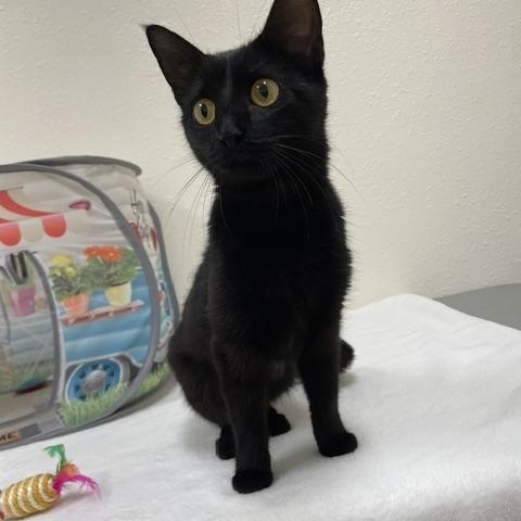 Raven, ADOPTABLE, Adult Female Domestic Short Hair.