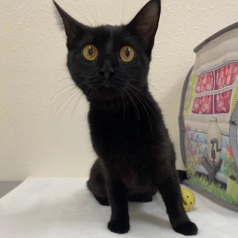 Enlarge Raven, an adoption pending Domestic Short Hair in Red Wing, MN image 3/4