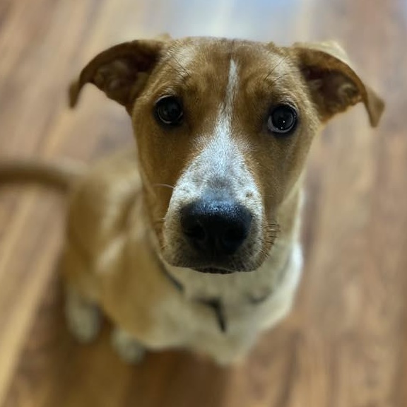 Enlarge Linda, a Adoptable mixed breed in Racine, WI image 2/6