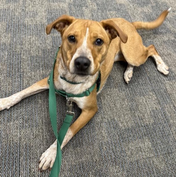 Linda, Adoptable, Young Female Australian Cattle Dog / Blue Heeler.