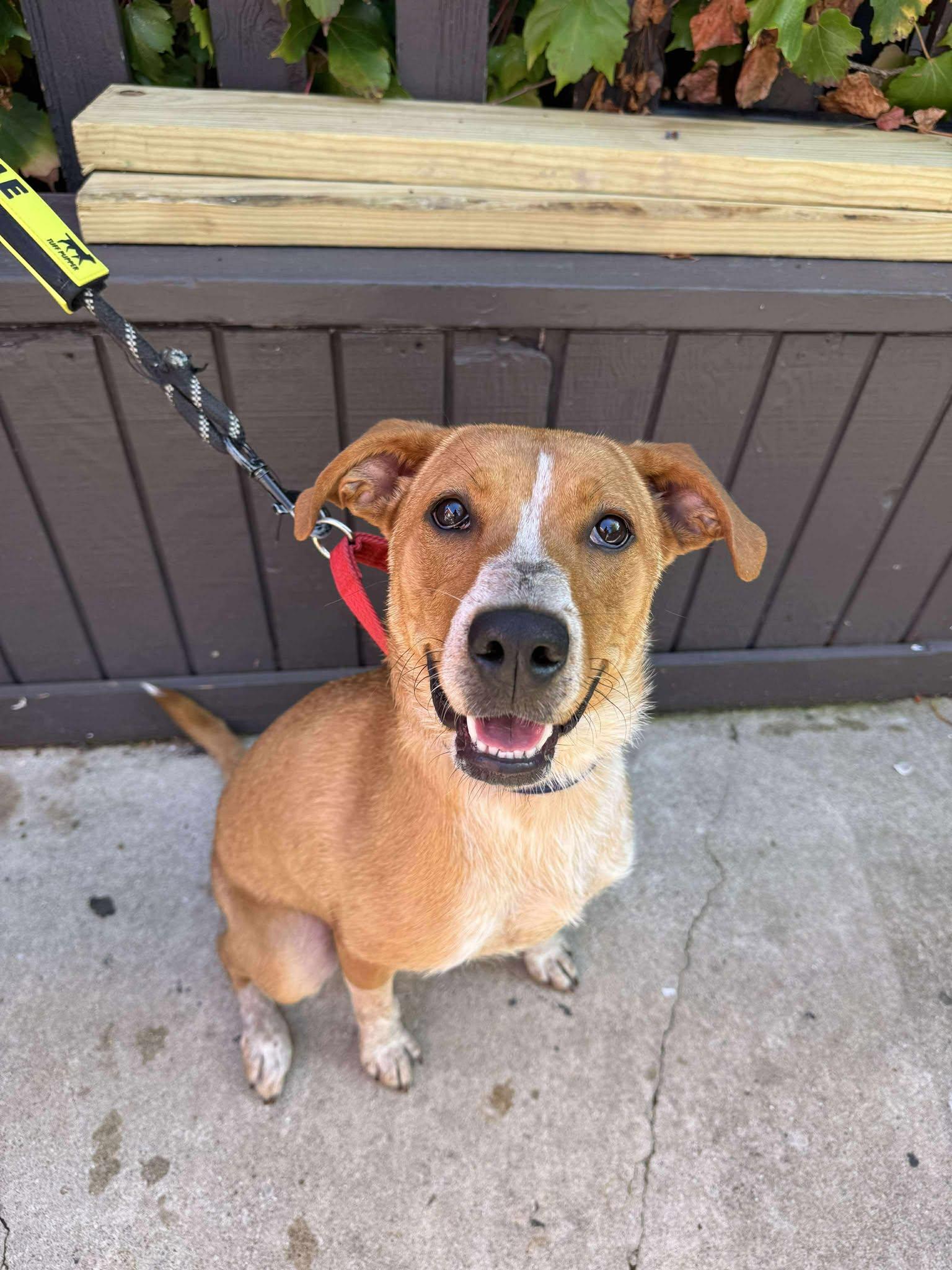 Enlarge Linda, a Adoptable mixed breed in Racine, WI image 3/6