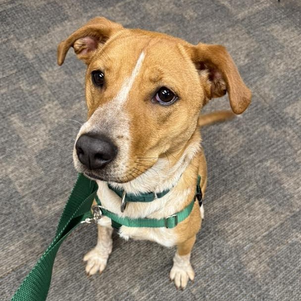 Linda, a Adoptable mixed breed in Racine, WI image 6/6