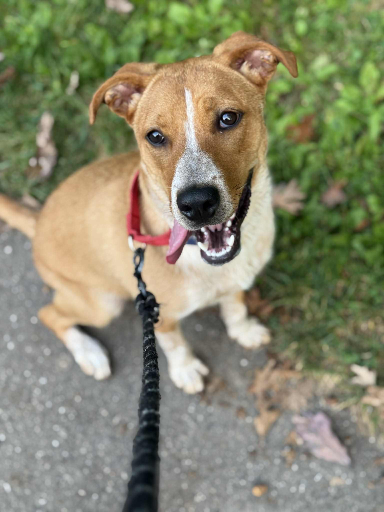 Enlarge Linda, a Adoptable mixed breed in Racine, WI image 4/6