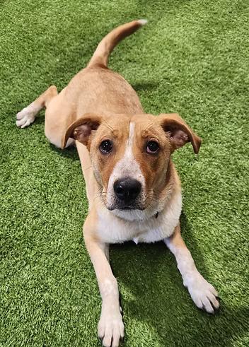 Enlarge Linda, a Adoptable mixed breed in Racine, WI image 6/6