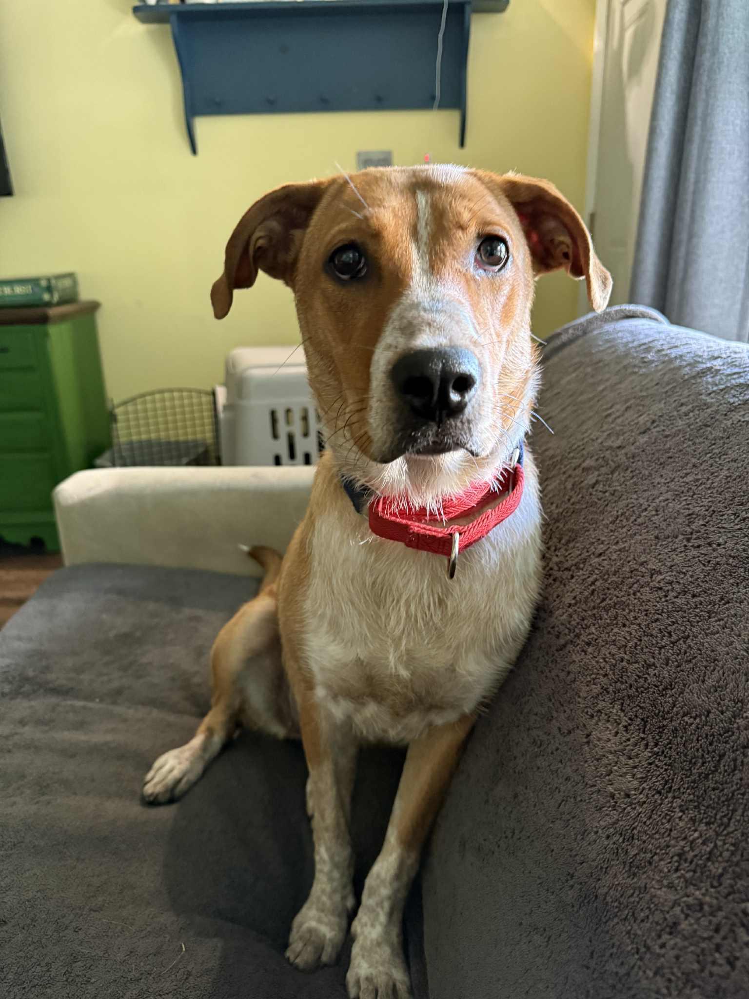 Enlarge Linda, a Adoptable mixed breed in Racine, WI image 5/6