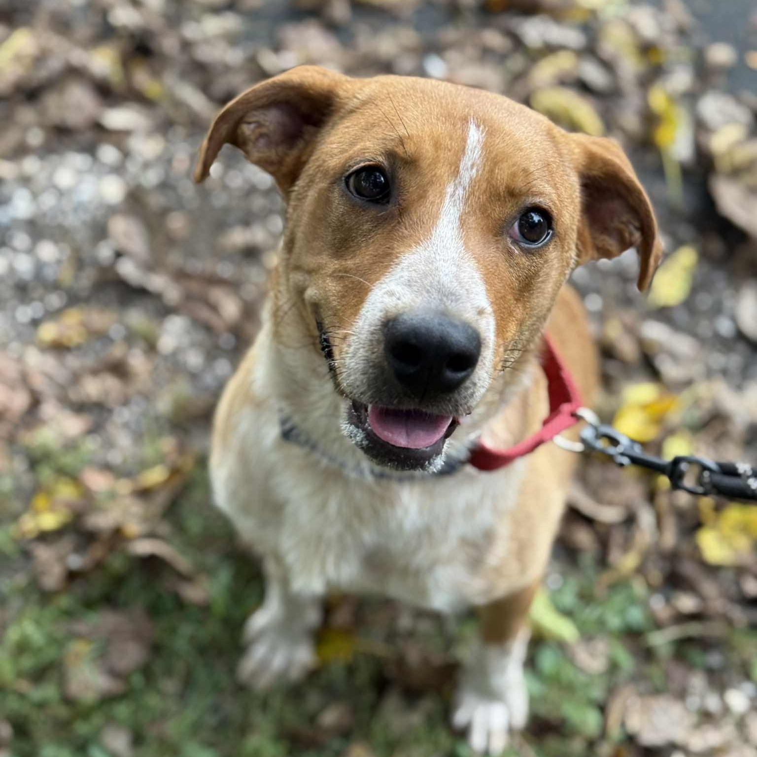Linda, Adoptable, Puppy Female Australian Cattle Dog / Blue Heeler.