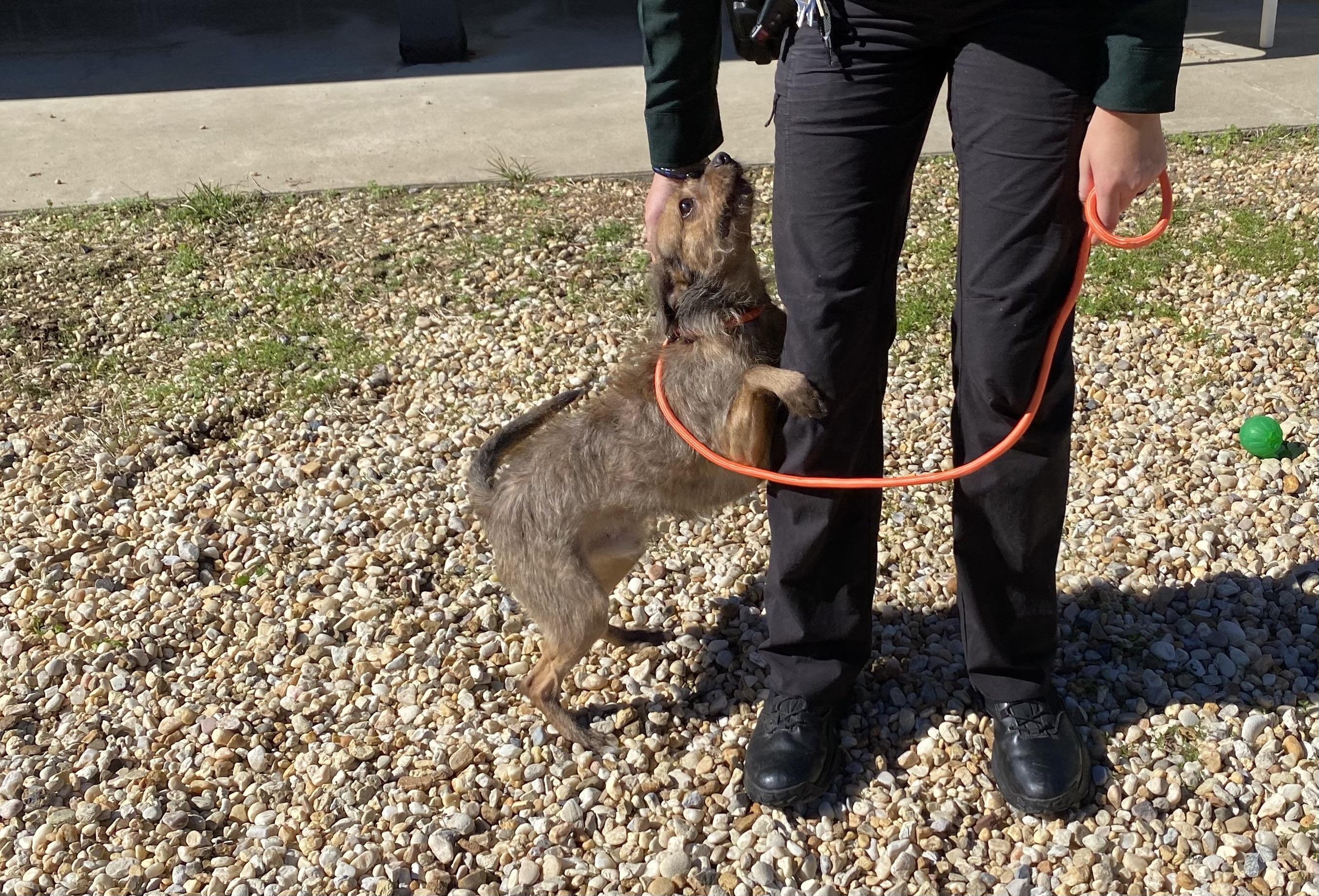 Enlarge Freddy, a Adoptable Terrier in King George, VA image 1/2