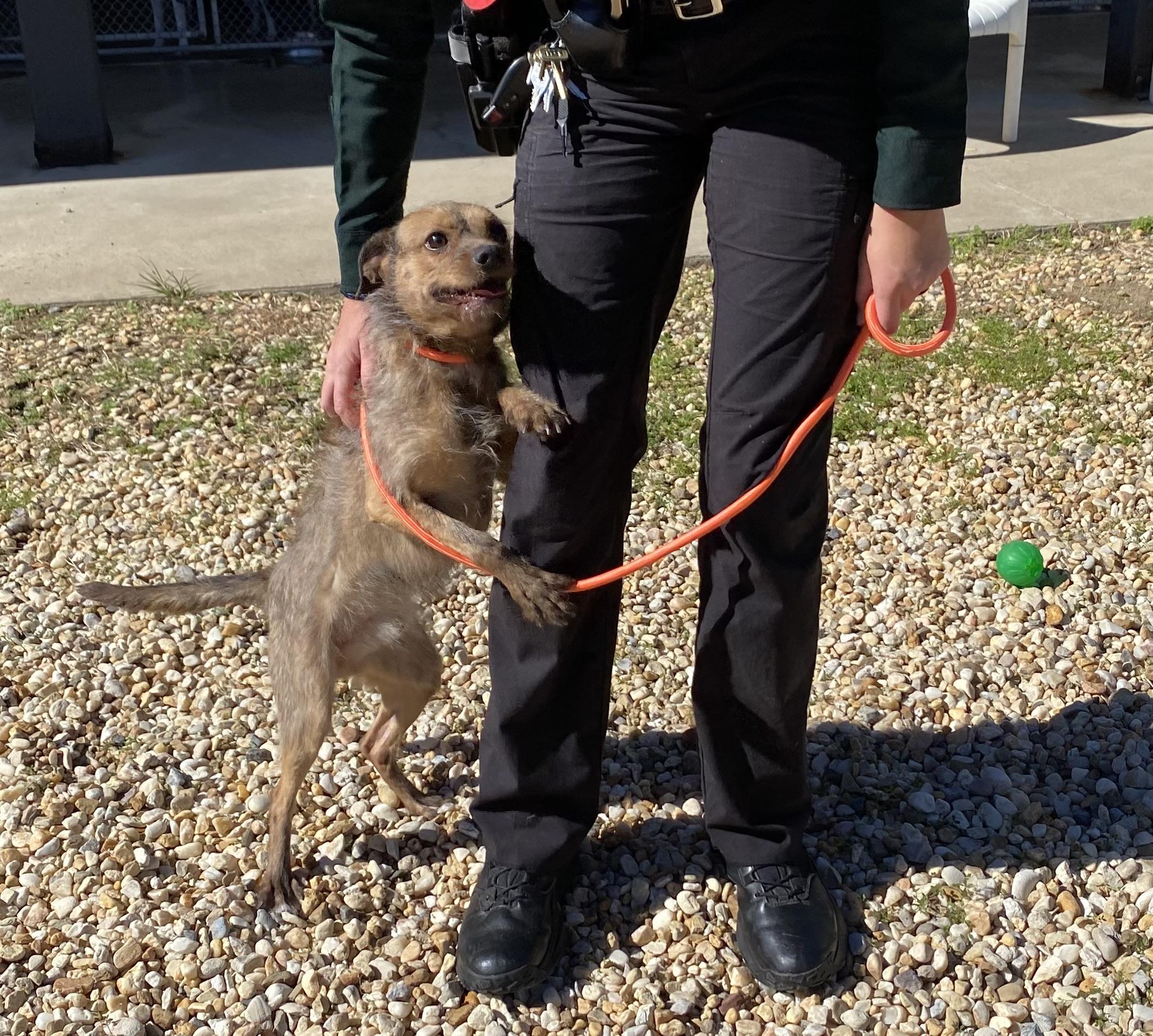 Enlarge Freddy, a Adoptable Terrier in King George, VA image 2/2