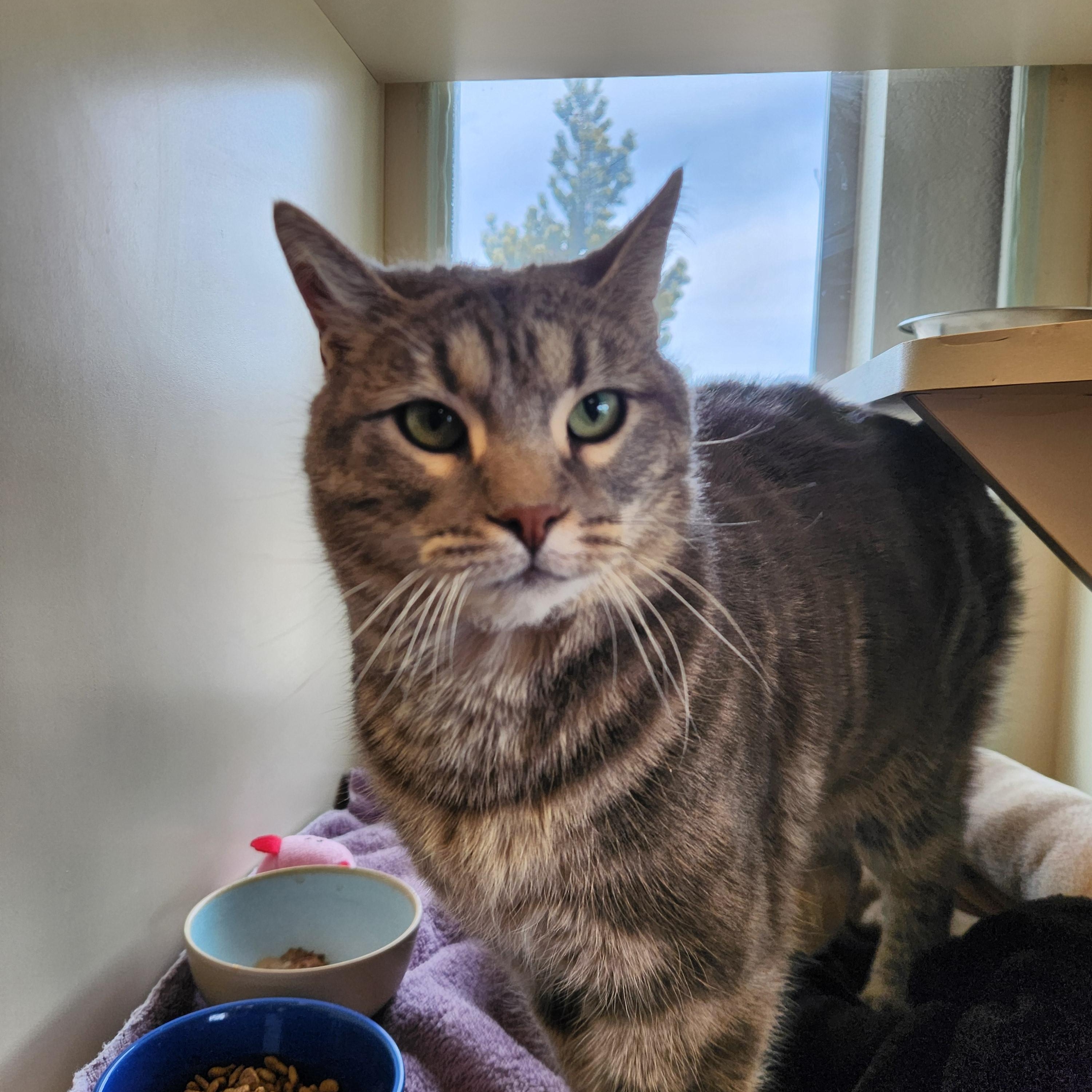 Roxy, a ADOPTABLE mixed breed in Buena Vista, CO image 4/4