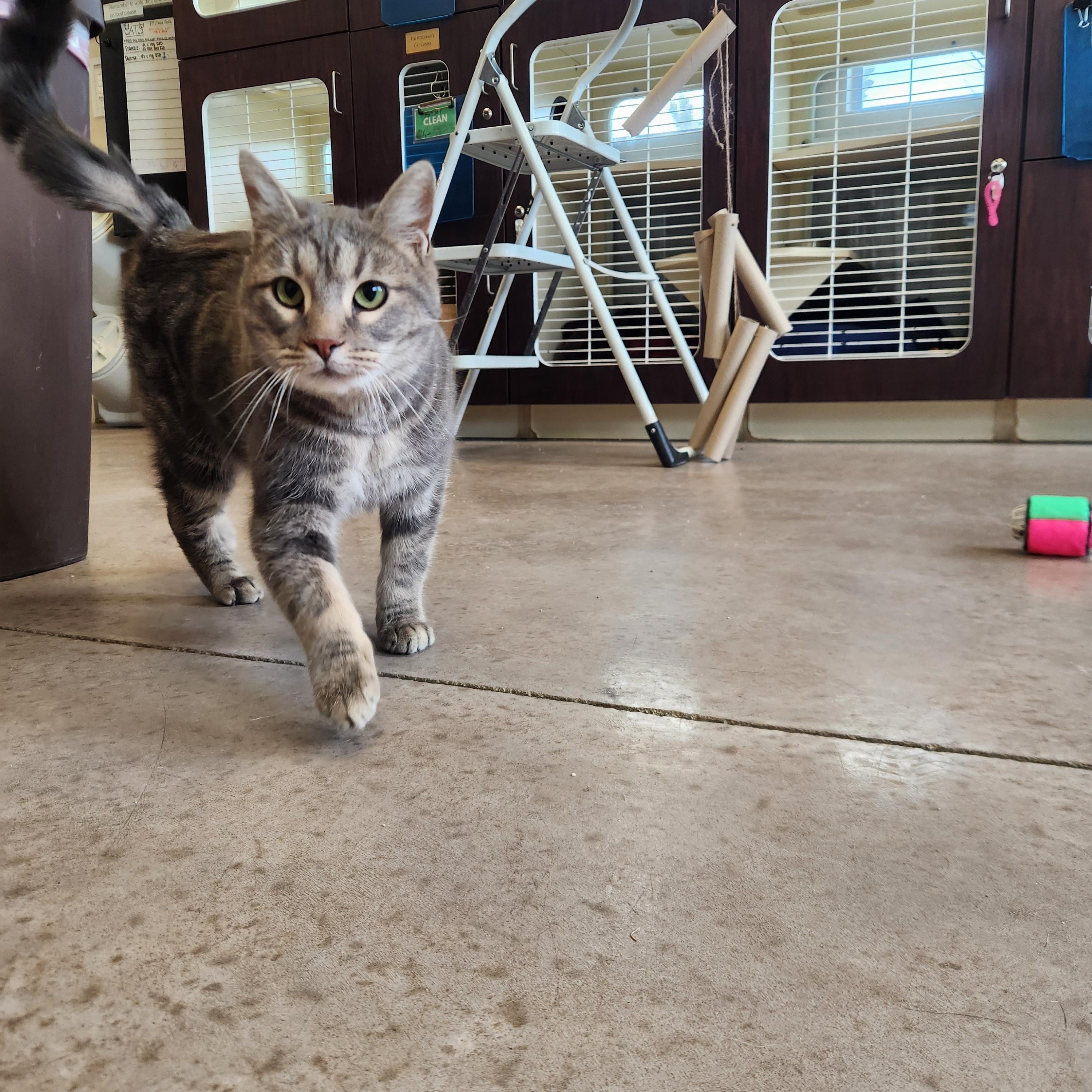 Roxy, a ADOPTABLE mixed breed in Buena Vista, CO image 2/4
