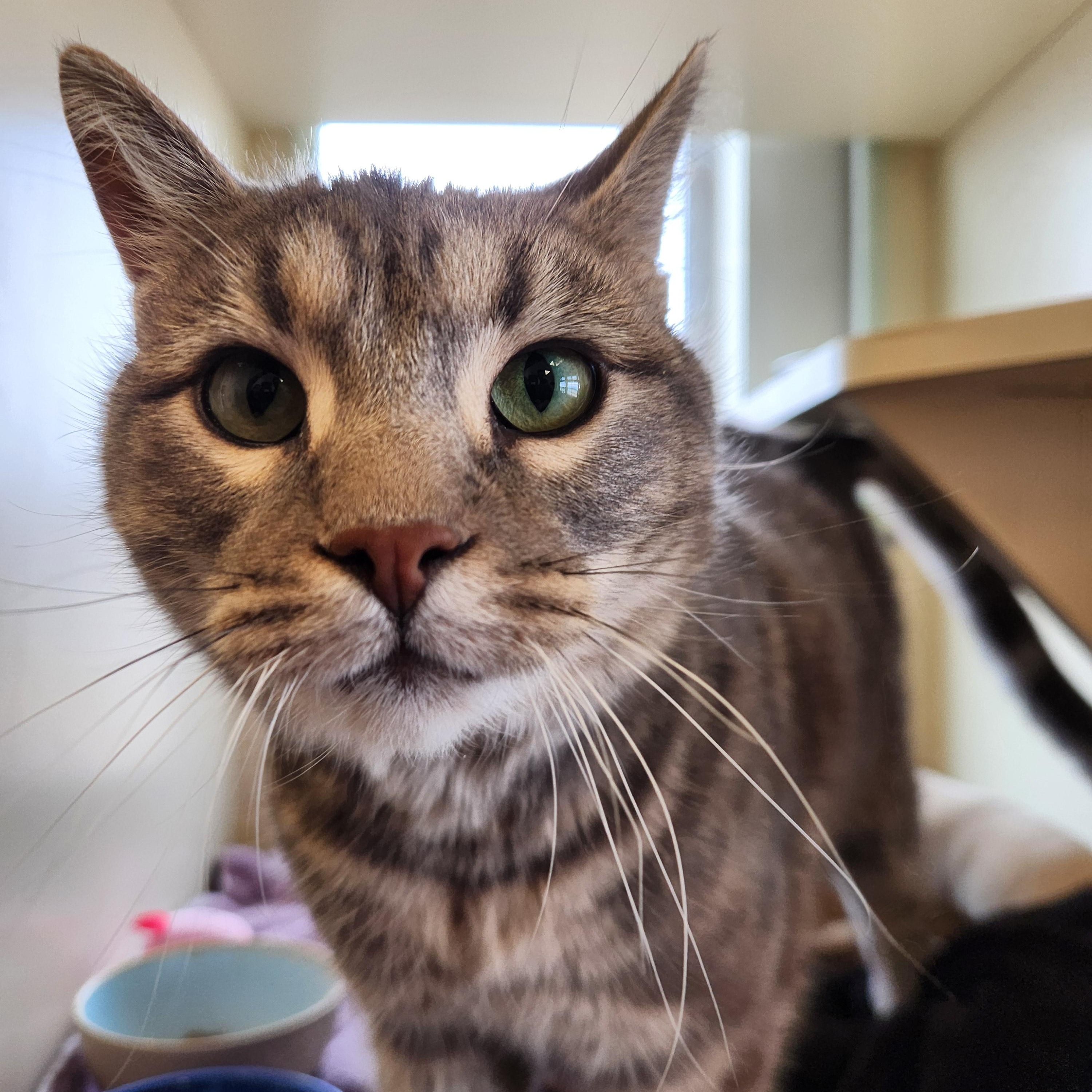 Roxy, ADOPTABLE, Young Female Domestic Short Hair.